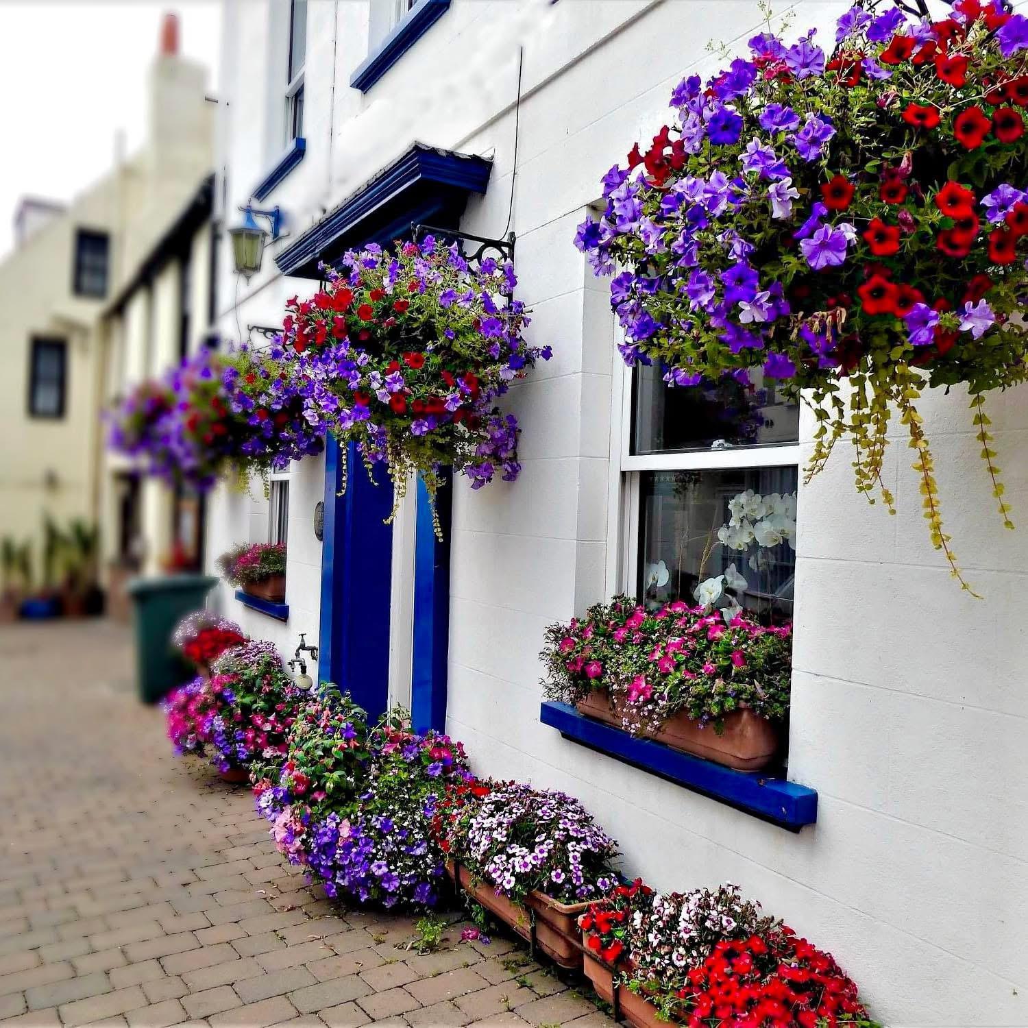 Bonjour Guest House Braye Dış mekan fotoğraf